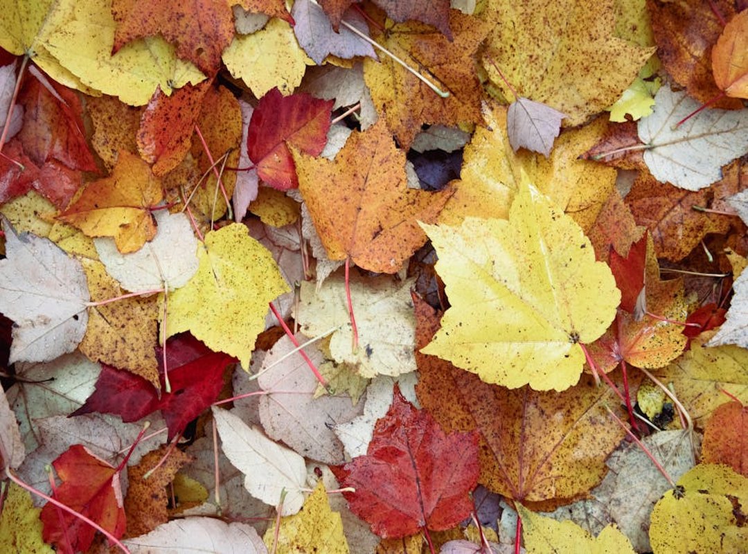 colorsofautumn xxx