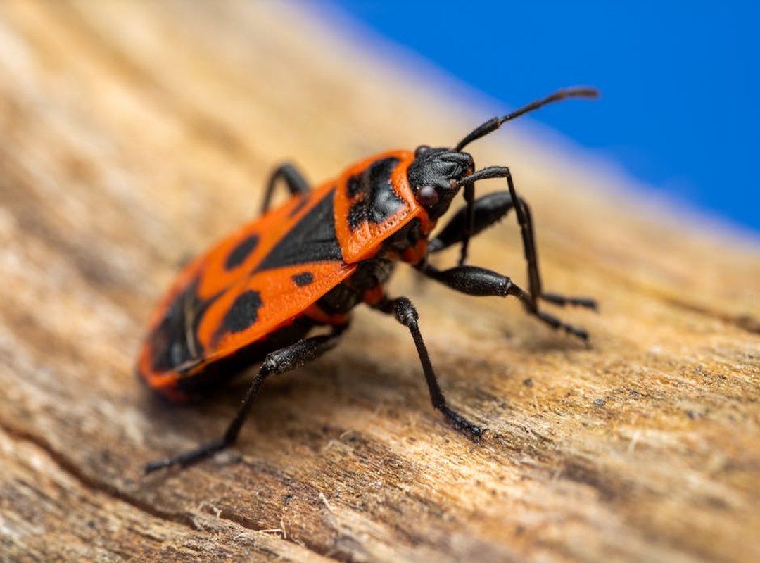 New Version Update Etsjavaapp